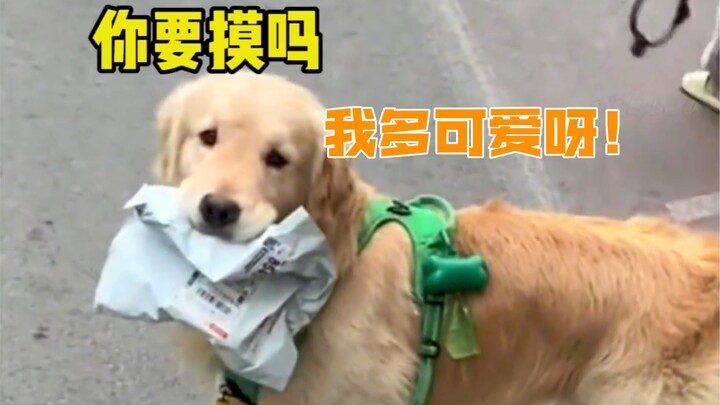 "Thế giới nát tan, chó con khâu vá"