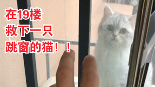 在19楼，救下一只跳窗的猫...