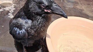 Gagak ini punya seorang teman gagak yang berpikiran sepihak, bahkan membantunya menggigit tabung bul