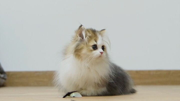 I bought three little brothers in one go—let me introduce them to you!