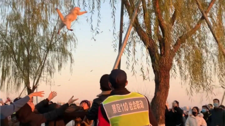 The cat repairer who died by the West Lake