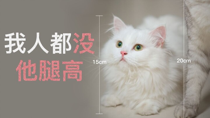 เทศกาลชีซีปีนี้ พวกเราแมวๆ ก็ได้อยู่ด้วยกันแล้ว