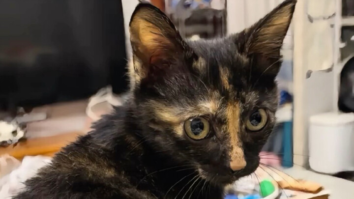 The cat mom took its kitten to see me for the first time.