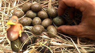 Thu hoạch 3 tổ cưỡng không thể tin được - 7 Ân