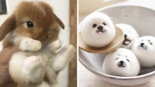 น่ารักมาก! Cutest baby animals Videos Compilation Cute moment of the Animals - Cutest Animals 18