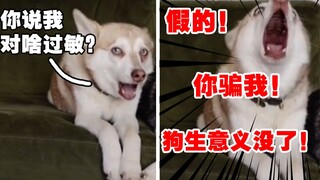 I shared the dog's allergy test results with him, but I never expected he'd become so utterly misera