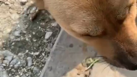 Lần đầu tiên thấy ai PUA chó