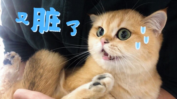 Mom: Why are you dirty again? Fei Si: Kittens aren’t dirty! Kittens smell the best!