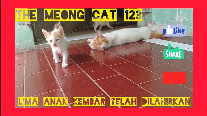 Five kitten have born, very cute.. #BlackCat #KucingAnggora