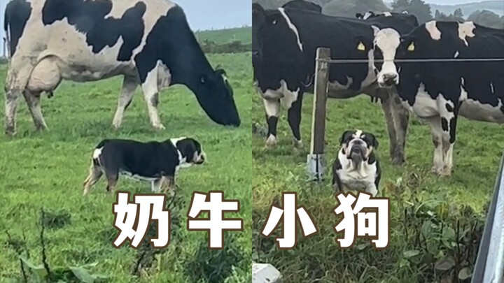 ลูกจ๋า รีบกลับบ้านเลย! หนูไม่ใช่วัวนมนะเว้ย!!