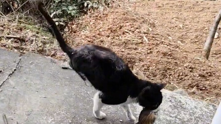 Hakimi, người tiên phong này