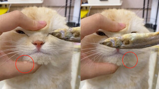 The cat bit off the mouse, and the owner punished him by tempting him with dried fish and not lettin