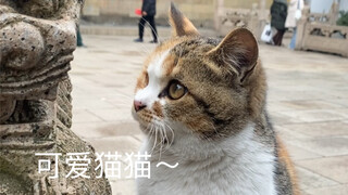 西园寺的可爱猫猫！！！真的喜欢！！还会再来～～(>^ω^<)