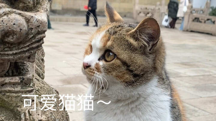 西园寺的可爱猫猫！！！真的喜欢！！还会再来～～(>^ω^<)