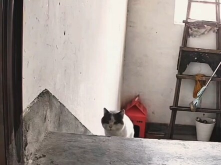 Chú mèo con không biết “nhận nuôi” là gì, sau khi bị đưa đi vẫn lén lút tìm đường quay về