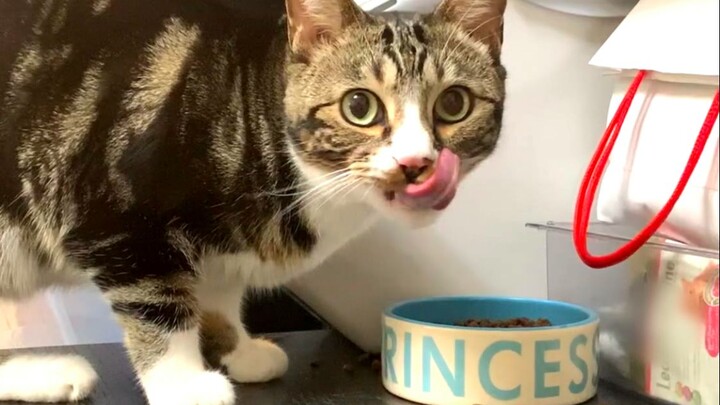 Ayo, saling menyakiti saja! 【Kencing adalah seekor kucing】