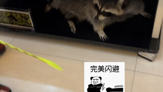 Ke depan jangan bilang Xiaoxiao adalah rakun truk #rakunkecil #lucu