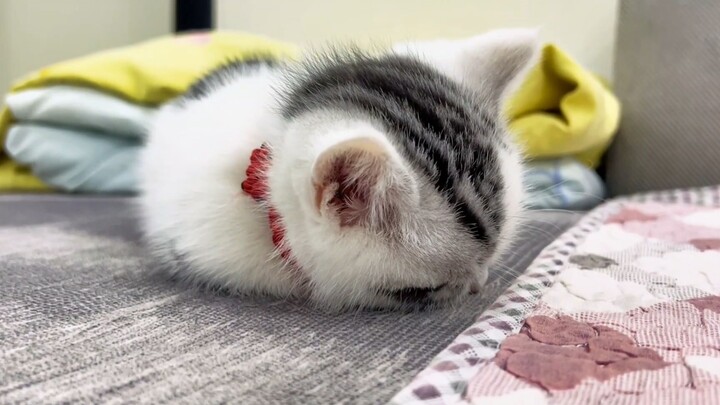 "Tidak ada yang bisa menolak kucing kecil yang menggemaskan seperti ini!"