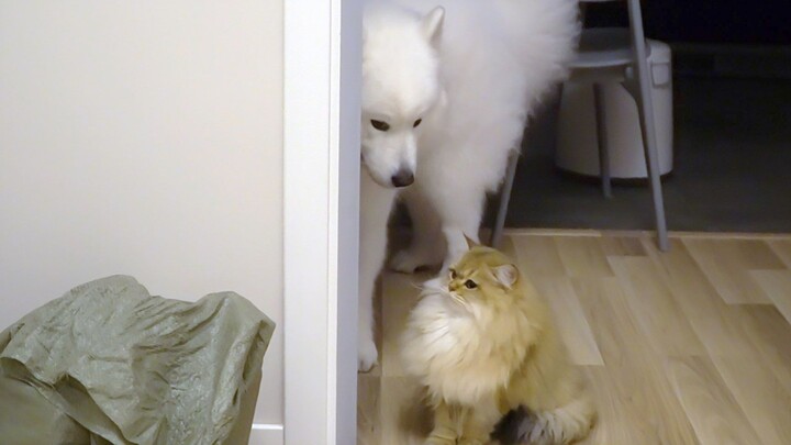 Samoyed gummy refuses to sleep, vying for attention in the middle of the night; when its head-scratc