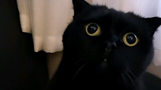 带一只隐身猫旅行的尴尬！