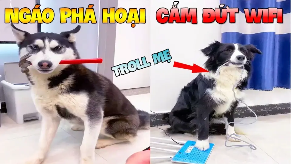 Thú Cưng Vlog | Ngáo Phá Hoại Và Đầu Moi #1 | Chó thông minh vui nhộn |  smart dog funny pets - Bilibili