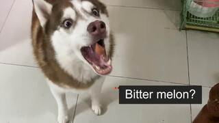When You Throw a Piece of Bitter Gourd to the Dog