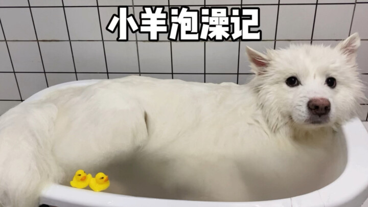 震惊，羊明星洗澡视频流出，快来围观！