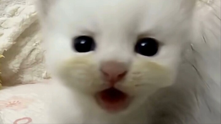 Baby Cats - Cute and Funny Cat Videos