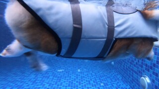 نظرة تحت الماء على كلب الكورجي وهو يسبح، أقدامه القصيرة الصغيرة وهي تدفع الماء ظريفة للغاية!