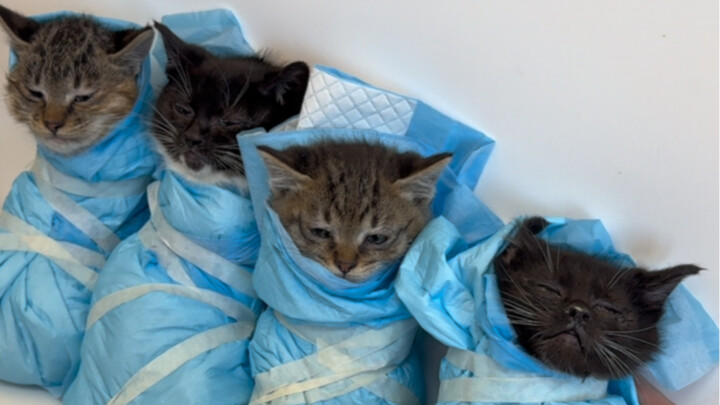 Lục lọi rác thải trong nhà kho để tìm mèo, thầy Lâm dũng mãnh vươn lên trở thành cao thủ số một của 