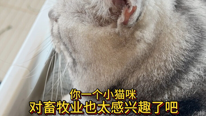 Làm sao bây giờ, chồng chiều chuộng mèo quá đà?