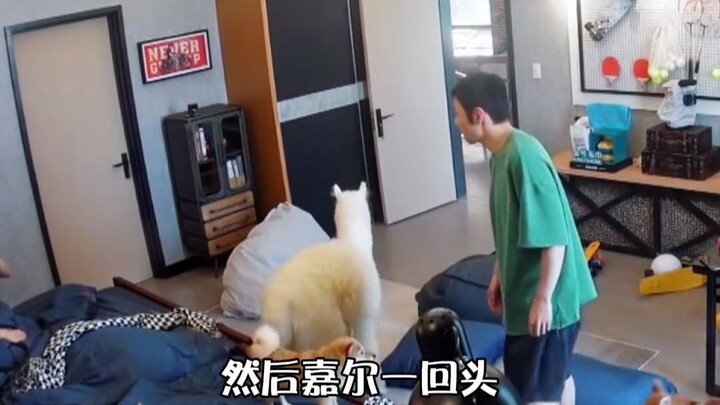 Alpaca: You guys are really weird~ Variety show montage
