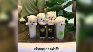 น้องหมาขนปุยสุดน่ารัก