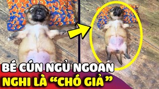 Đáng yêu 'DÁNG NGỦ' của bé cún con khiến mọi người cứ tưởng là 'CHÓ GIẢ' 😅 | Gâu Đần