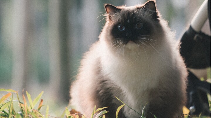 [Ragdoll Cat] The most ferocious ragdoll on Bilibili. It looks harmless, but it can give you a slap 