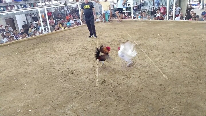 Pure Stuart YLH Straight Comb. (Nov. 23, 2025) 2hits ulutan