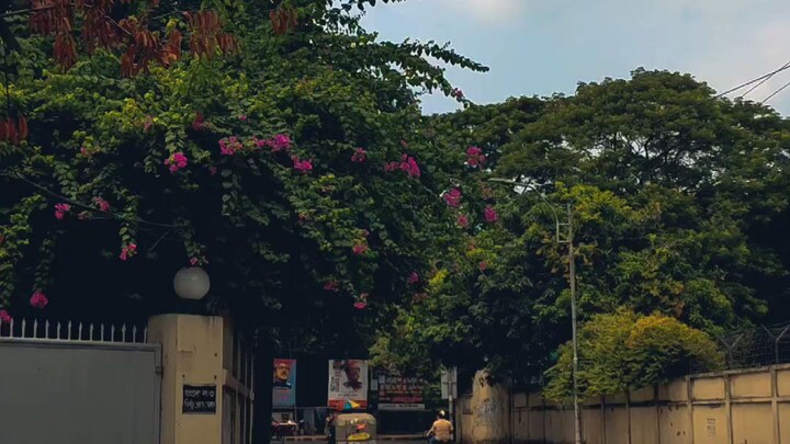 Beautiful Bangladeshi Nature  Video