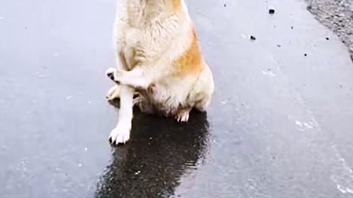 Tear-jerking😭 The dog mom knew she didn’t have much time left, so she bravely stopped cars to call f