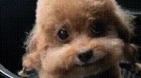 A Puppy Singing (Or Rapping) Chinese (Low Quality)