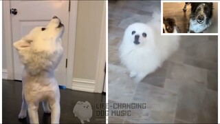 Easy On Me but Dogs Sung It (Dogs Version Cover)