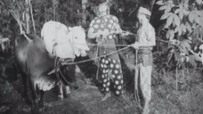 Nujum Pak Belalang - P Ramlee