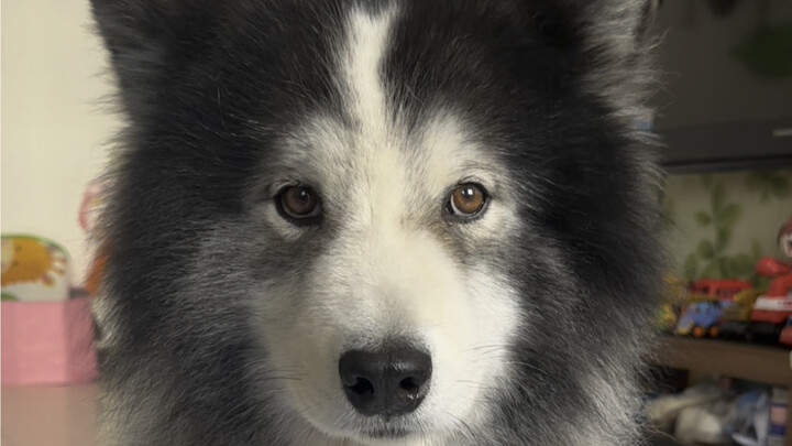 How cute can an Alaskan Malamute–Samoyed mix be?