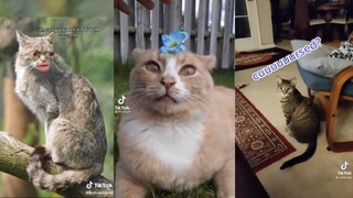 Cat side of Tiktok - part 6