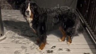 超喜欢下雪天的伯恩山犬，甚至想让主人把饭端出来吃