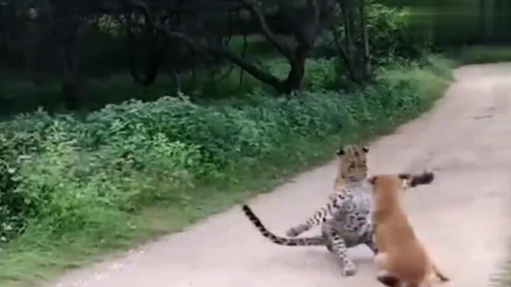 Chó con: Đường bị phong tỏa rồi, nhanh về thôi!