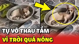 Chú chó BÍ MẬT tự nhảy vô thau để TẮM vì trời QUÁ NÓNG 😂 | Yêu Lu