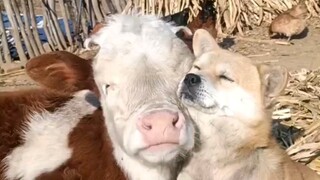 The healing moments that animals give us