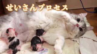 [Animals]The owner is helping the mother cat deliver baby cats