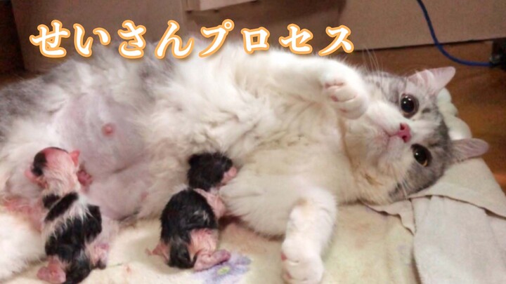 [Hewan]Pemilik sedang membantu induk kucing melahirkan bayi kucing
