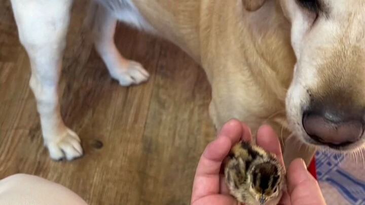 “How My Dad Hatched Chicks Using an Electric Blanket”